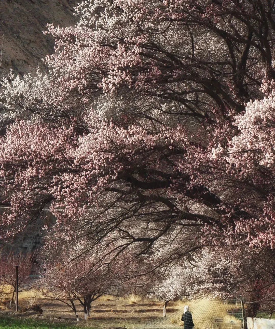 |新疆：给你点颜色看看