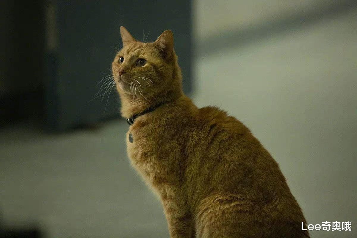 惊奇队长2|《惊奇队长2》剧组亮相D23Expo 活动现场发布首支片段