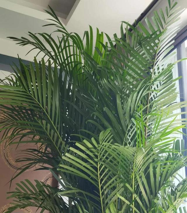 武昌|这些花适合放在办公室,旺财旺事业,勤浇水就能长得美!