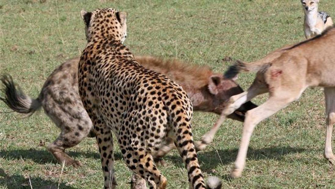 牛羚一脚踢在鬣狗脑袋上，逃跑中又被猎豹撕咬，趁着鬣狗跑来抢食，赶紧逃命
