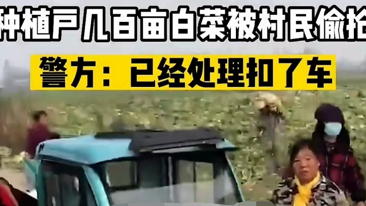 湖北一种植户的白菜被人偷抢，有村民用三轮车偷一车，警方回应了
