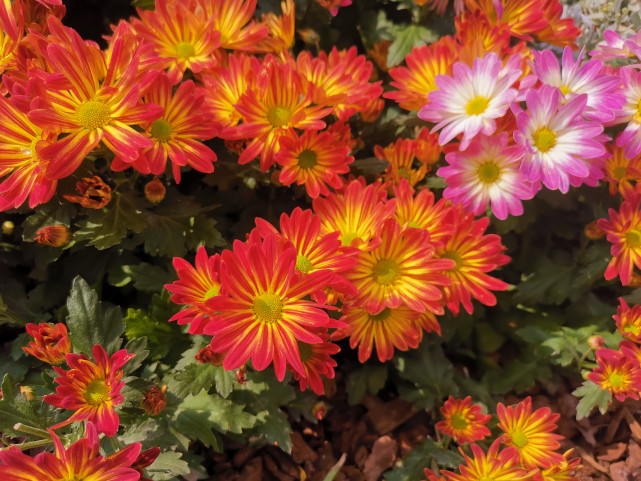 旧爱|2022年2月,福运连绵,大波好运袭来的4大生肖