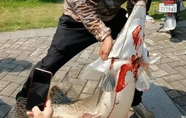 长江|广东钓鱼人湖中钓起76斤鳄雀鳝引热议，网友：太大了，放生吧
