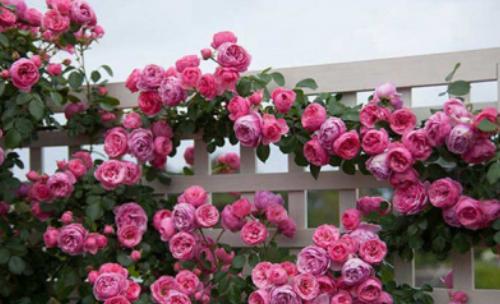 阳台党想要打造“小型花墙”,推荐4款藤月,花期长、占用空间小