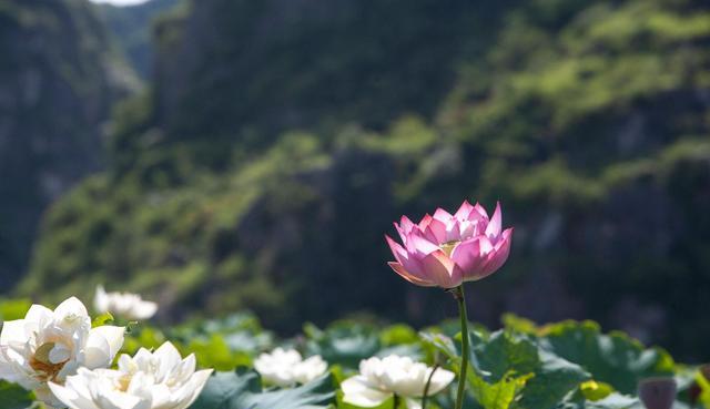 旅游市场|云南有个能“浪费时间”的村子，早晚皆是美景，来了就不想走了