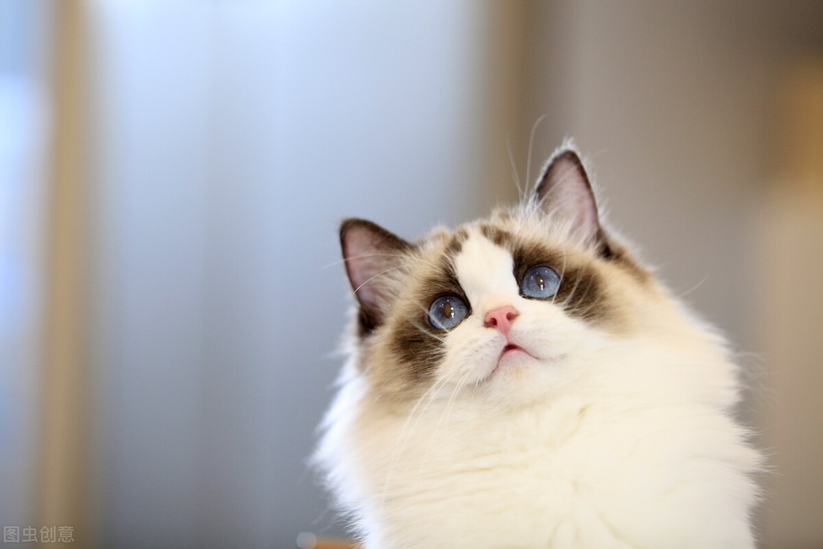 为啥我家的猫怎么喂都长不胖？