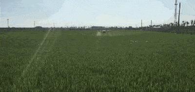 万万想不到！一只小虫子也能拥有非凡的建筑能力，构造还十分讲究