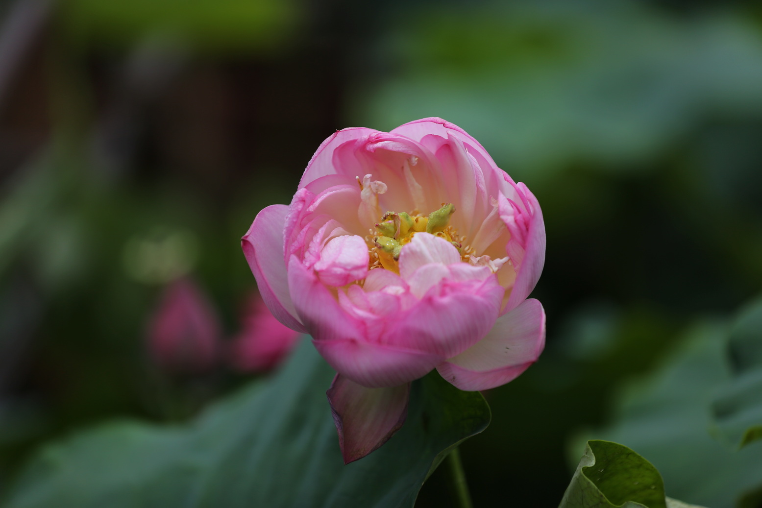 |2022年古猗园的花季夏拍荷花冬赏梅