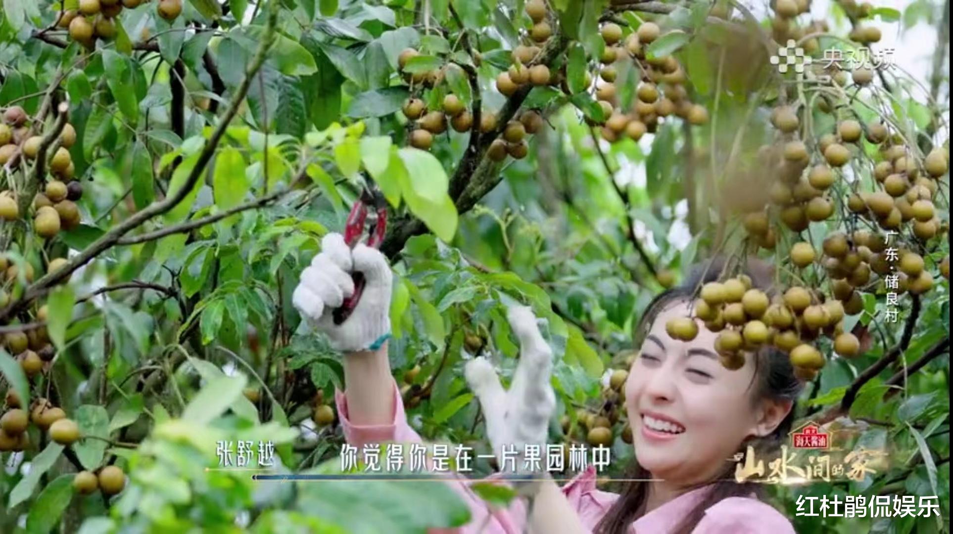 张舒越|主持人张舒越入职央视两年，终于有了一档与她适配度非常高的节目