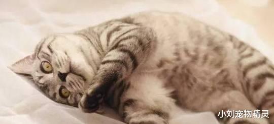 养了只猫咪，胆小不和人亲近怎么办？