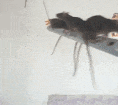 来这家饭店吃烤全羊，才15块一只！当菜端上来时我蒙了...哈哈哈