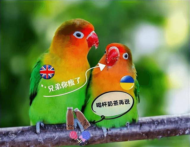 “英乌”基辅会晤 |“鹦鹉”:兄弟你瘦了,看着疲惫啊