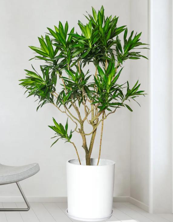 秒提气质的5种“客厅绿植”,再穷也要养一盆