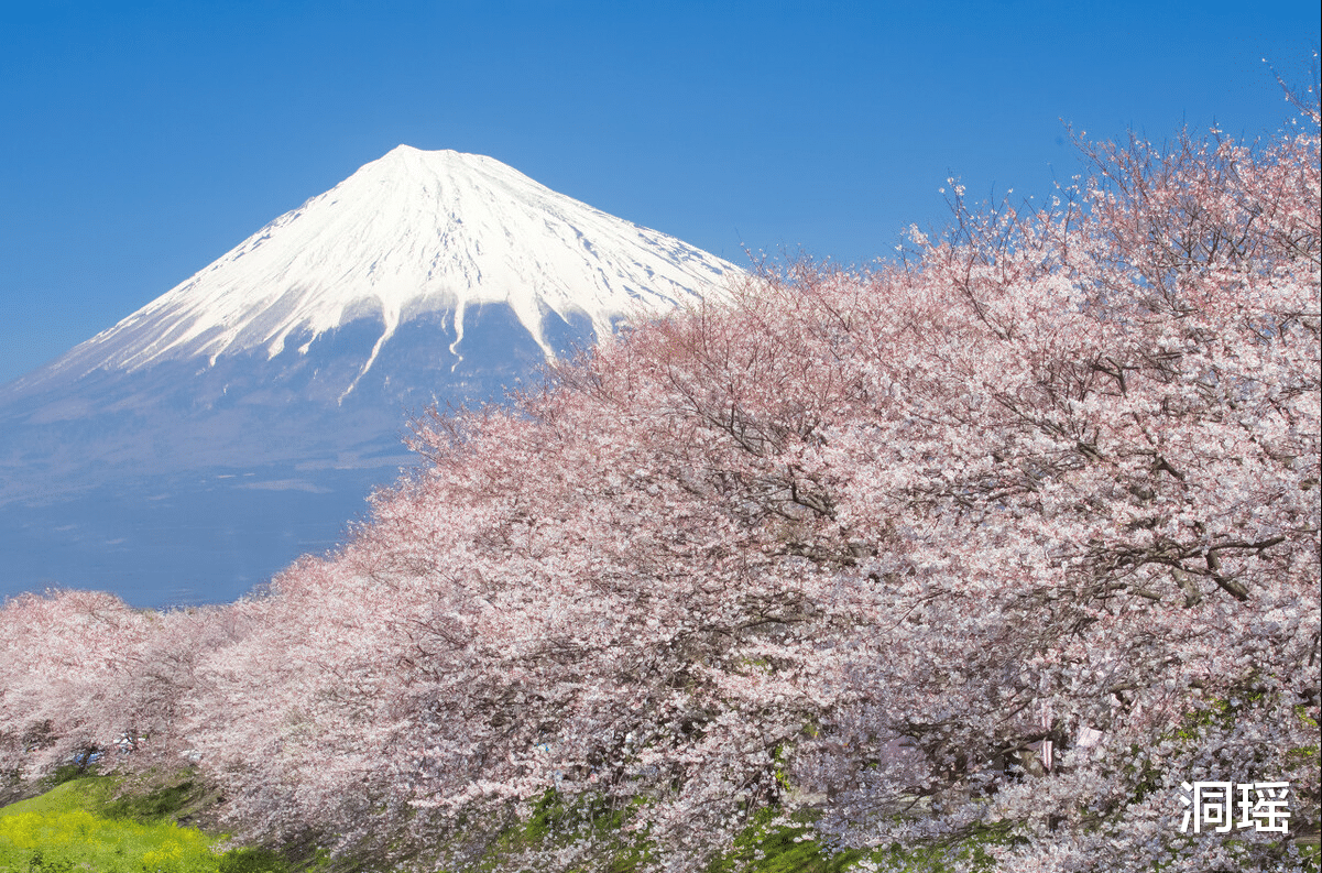 富士山|富士山脚下的森林，进去后很难再出来，却吸引了很多不想活的人