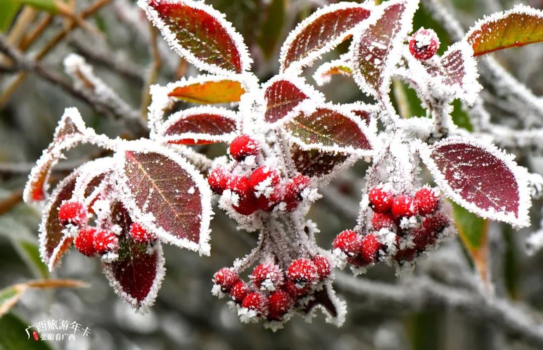 浙江省|你好，十二月！共赏冬酿的时光！| 广西旅游年卡