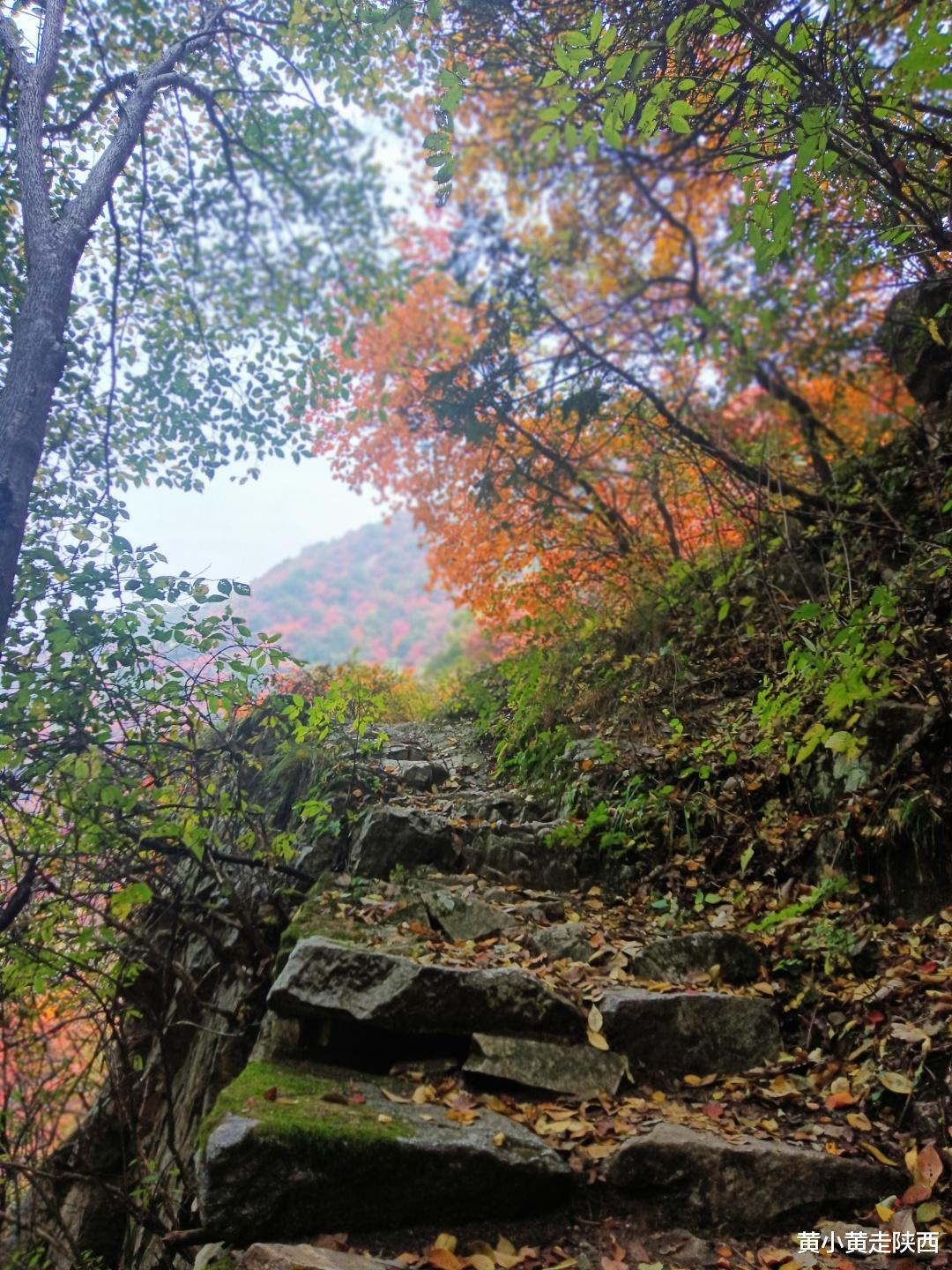 自驾|承包一整个山谷的绚烂秋色！就在西安周边，自驾可达0门票！
