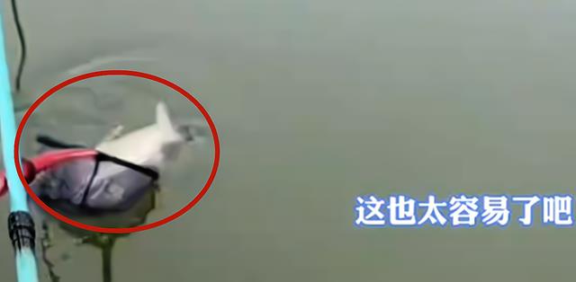 运动服|罕见!湖北一男子野钓一无所获,两条大鱼却自己游到了他的身边