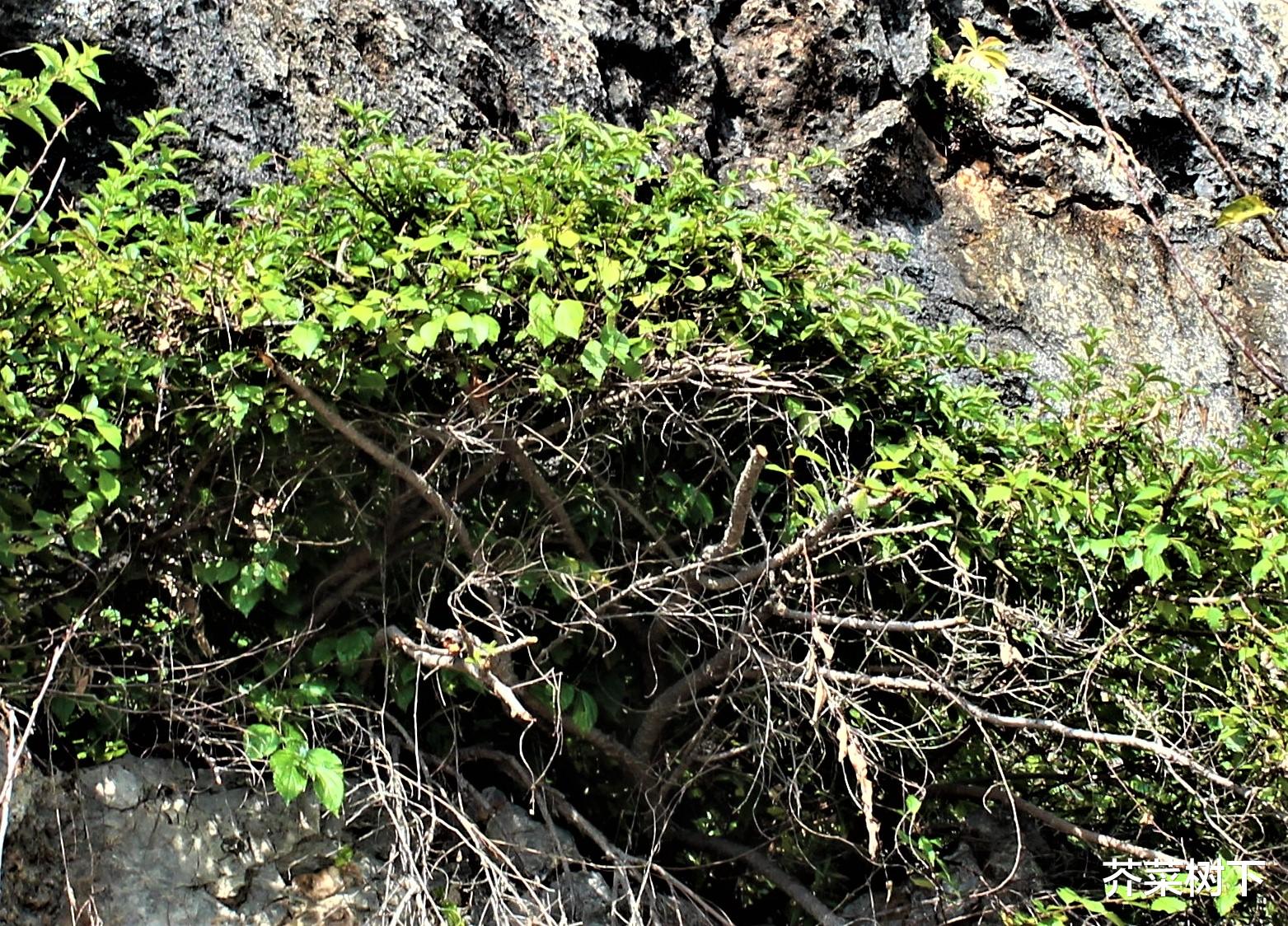 残疾人|讨价还价的本钱,还得慢慢攒