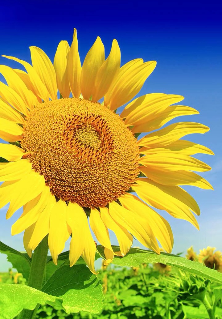 得空就摸鱼 如果你即将步入婚姻殿堂，几个婚姻的真相，教你看清自己。