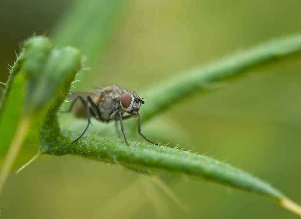 苍蝇携带大量细菌,是最被人类嫌弃的物种之一