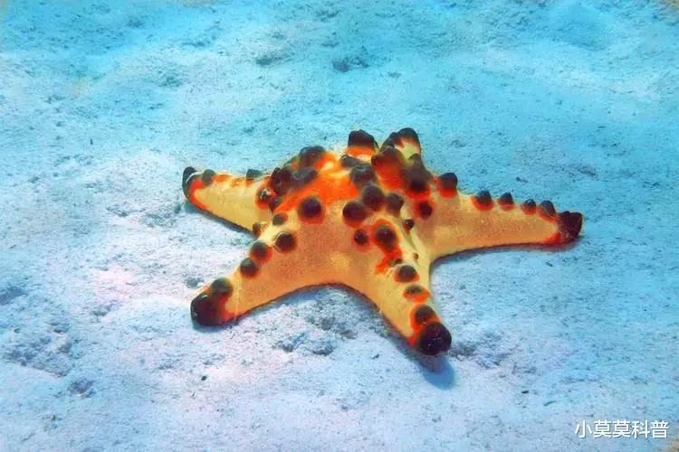 盘点世界上最美丽的十种海洋生物,每个都超乎想象,你见过几个?