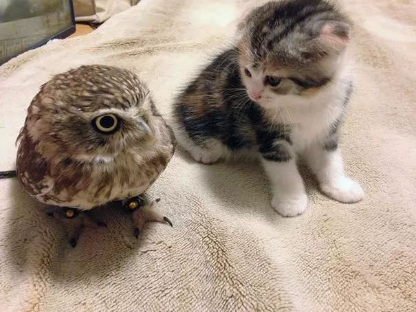 小猫一直在家横行霸道，直到遇到了一只小猫头鹰…