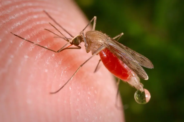 众所周知蚊子靠吸血存活，吸血过程有多恐怖，超出你的想象