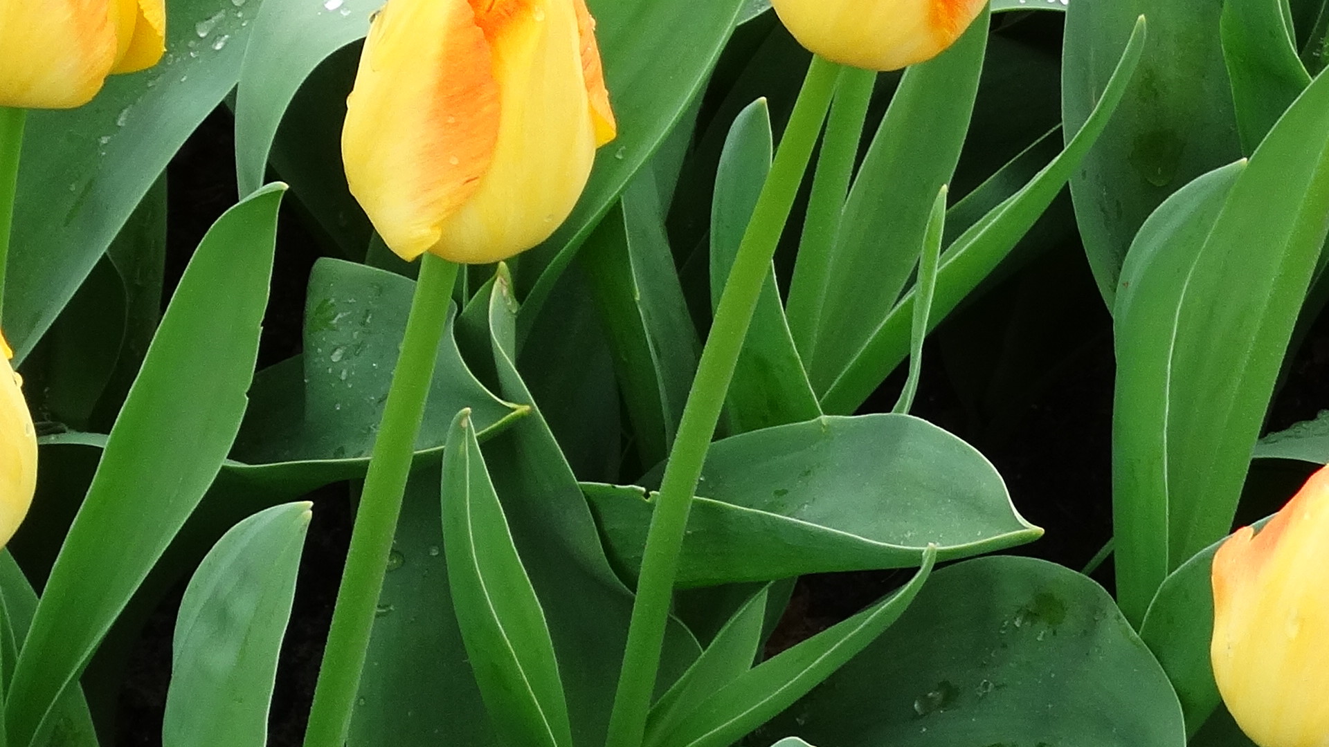 星座女|熬过44天,四大星座工作顺利,财气高涨,万事大吉