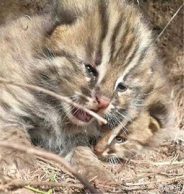 六盘山发现华北豹，不是公路旁遛娃盯着车看，就是泉水边猎食狍子