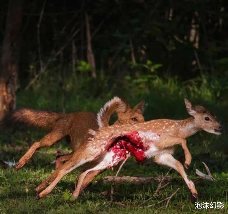 生咬生吃的残酷动物界,你绝对没有见过的动物捕食猎杀景象,壮哉