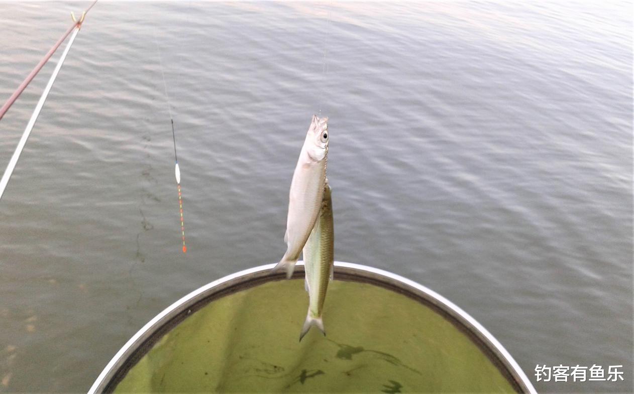 饵料|秋天怎样钓白条鱼?钓其他目标鱼,如何有效防止小白条闹窝?