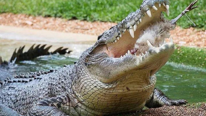 马来西亚的咸水鳄：以食人闻名，然而有两个致命弱点！