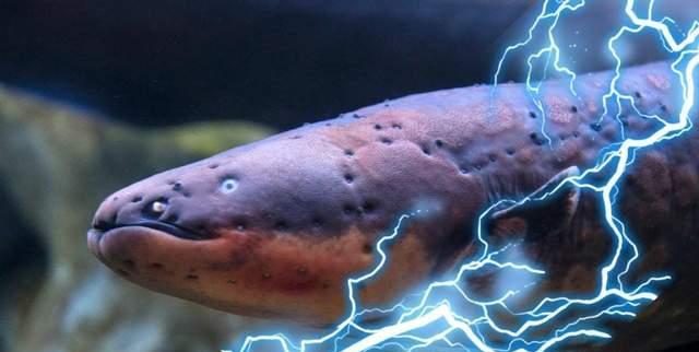 亚马逊雨林有多恐怖?不明生物高达上万种,处处充满危机