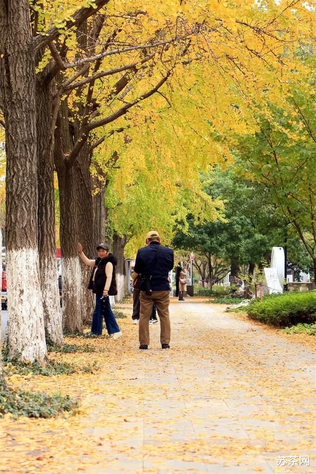 杭州|枫桥路的红枫渐入佳境,道前街的银杏黄到鼎盛,去去去!