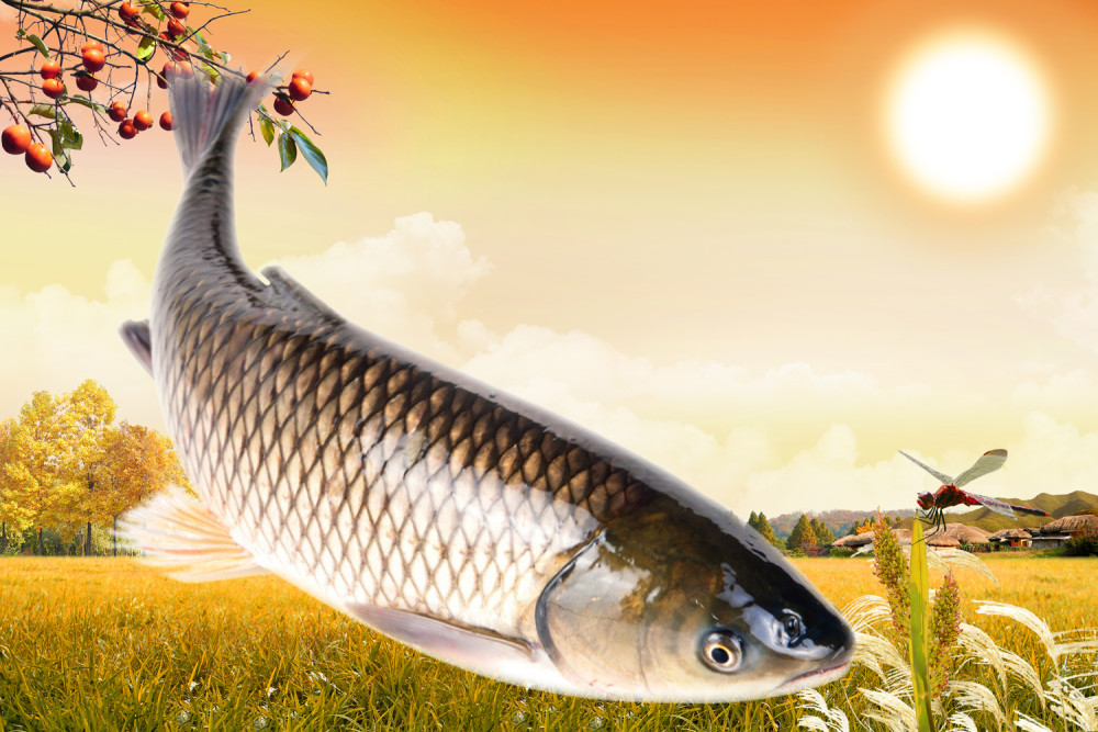 饵料|通过漂相可判断出什么鱼在下面咬钩,高手是怎么做到的?