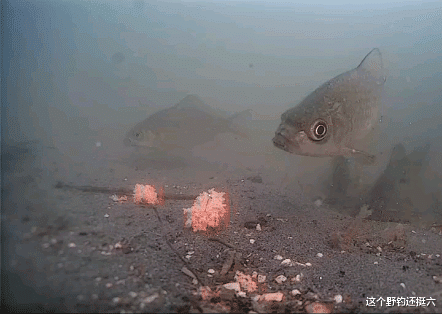 魔兽世界|冬季“有鱼没口，有口打不着”怎么办？问题的正确解读与有效应对