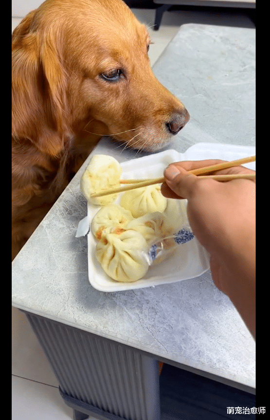 主人吃包子掉了一个，金毛立马去捡又放回盒子里，太有心机了吧！