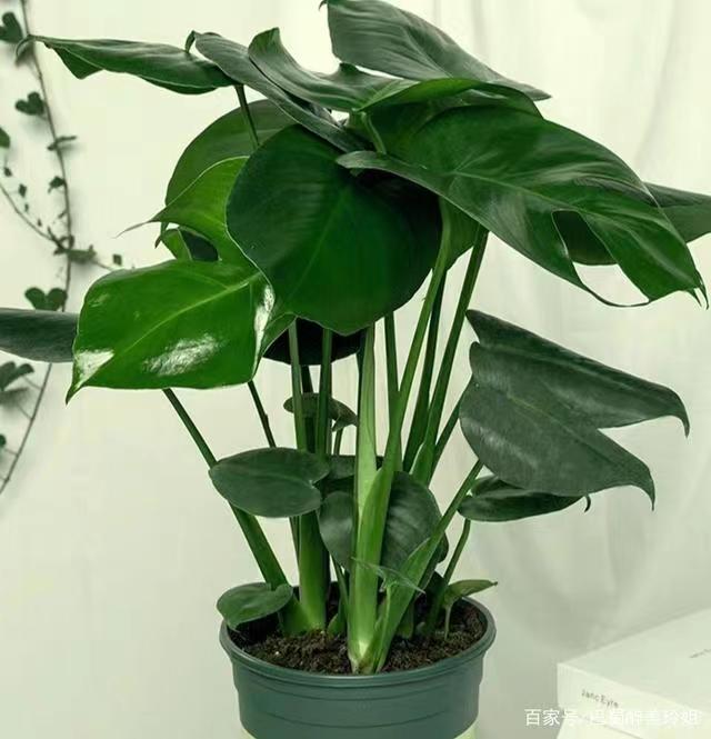 新房去“甲醛”的6种必备绿植,必须安排