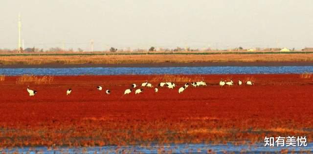 黑龙江|国内值得去的六大沼泽湿地,每个都美得与众不同,你去过几个呢?