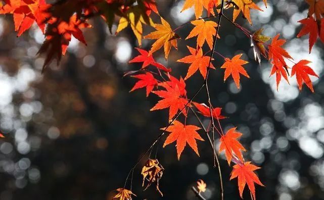 梯田|10个景点告诉你，秋季为什么一定要出去旅游
