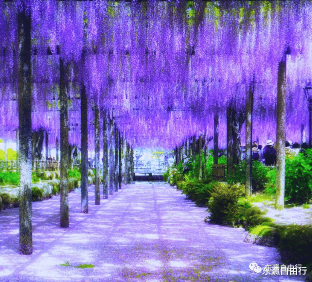 河内|这季节，日本8个地方的紫藤花，太妖娆了！