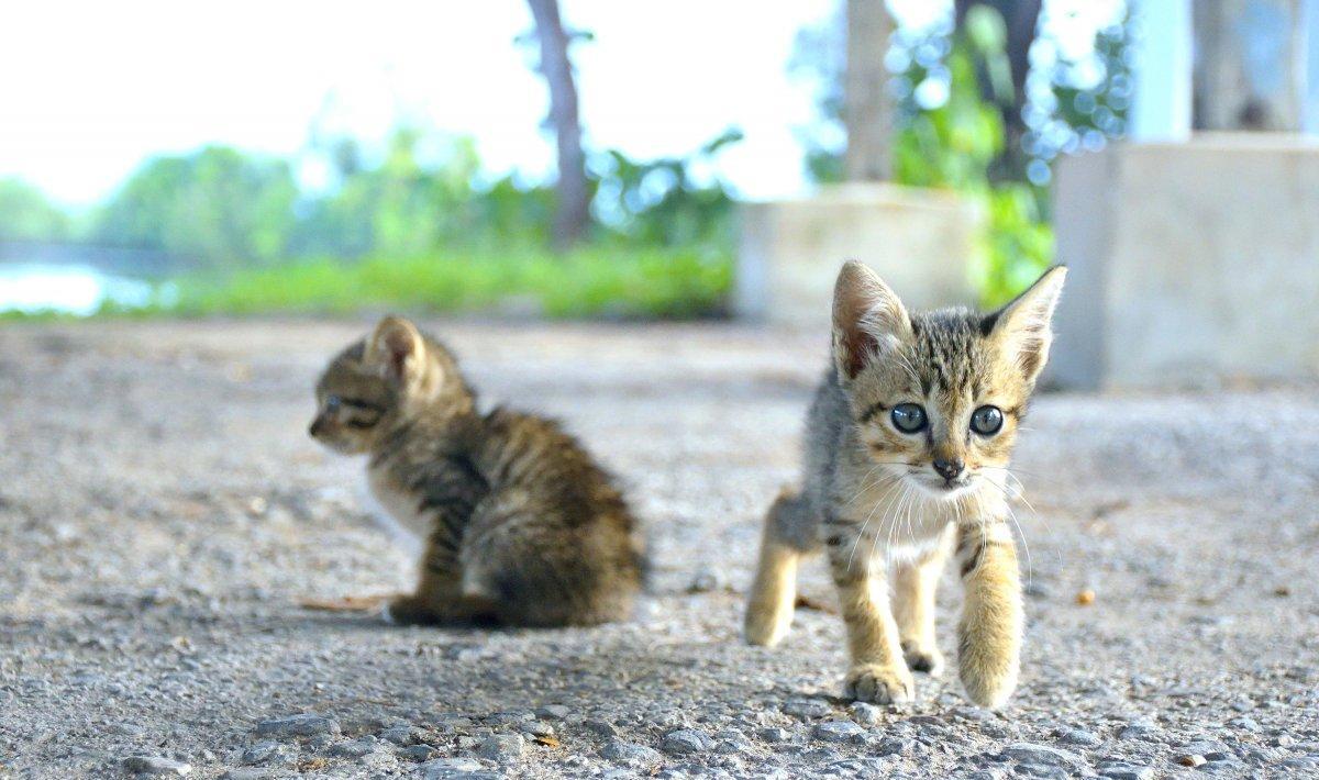 母猫交配结束后,为什么还要不顾一切转头咬公猫?