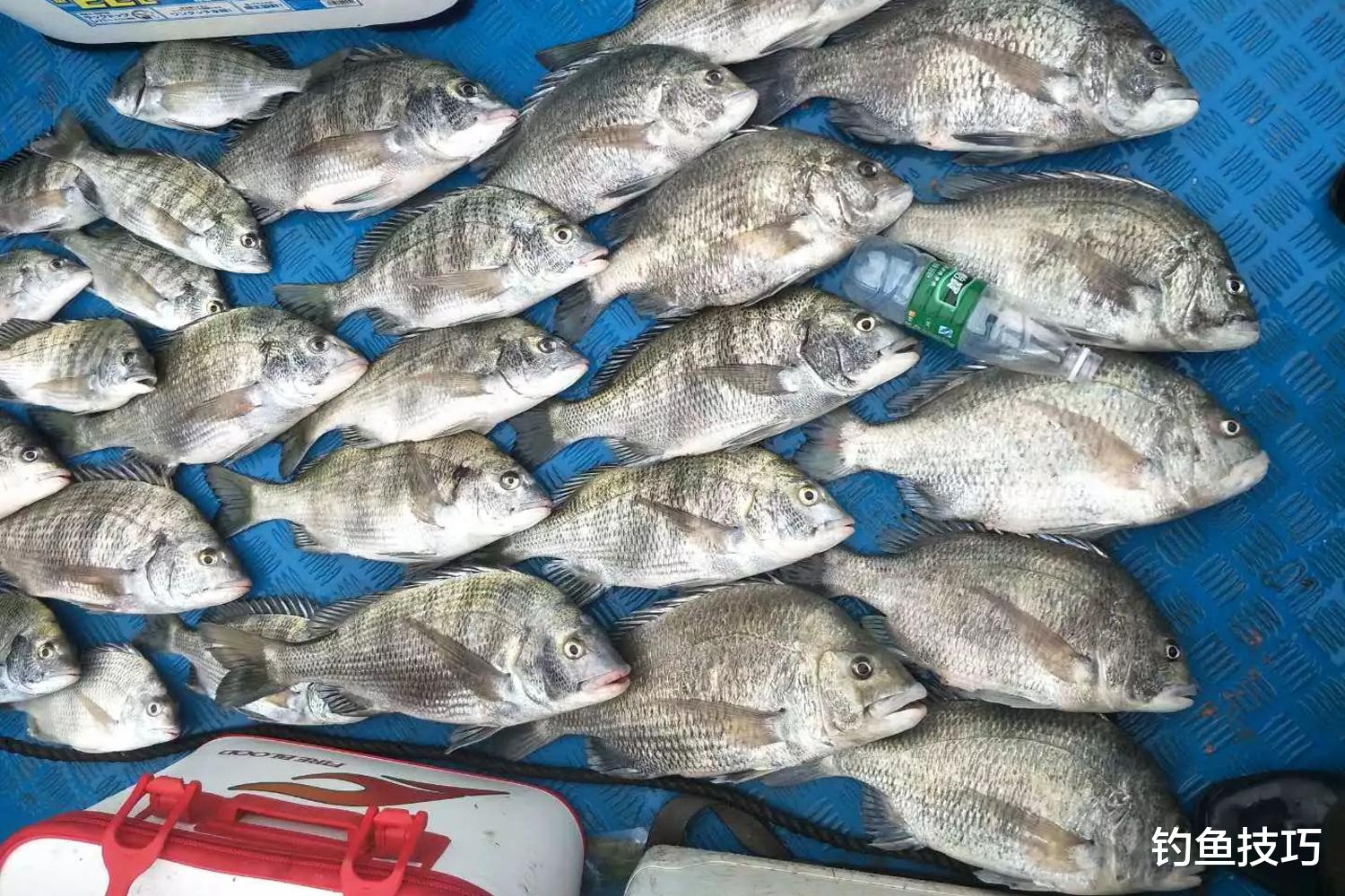 海钓|海钓鱼饵中添加什么物质,能够提高鱼饵的诱食效果?海水鱼诱食剂