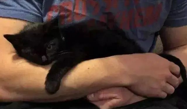 小猫被困岩石中，警官救助了小猫，被救以后竟然赖着警官不走了