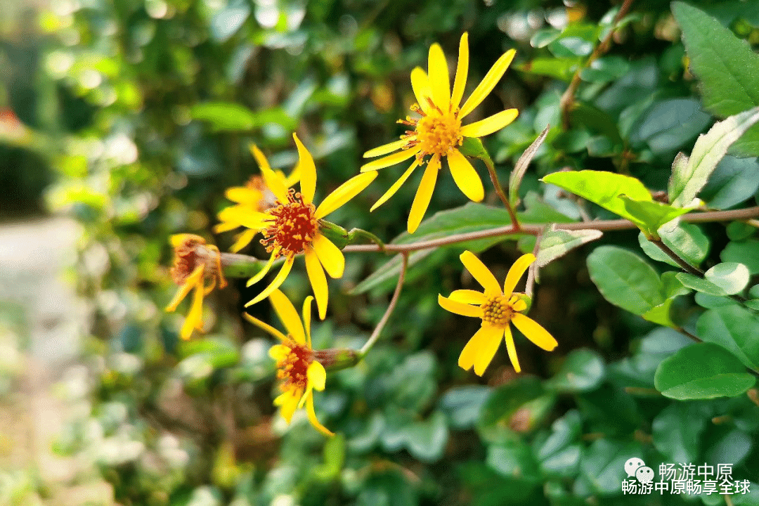 长沙|这个秋天，与您邂逅亿年仙宫鸡冠洞！（原创）