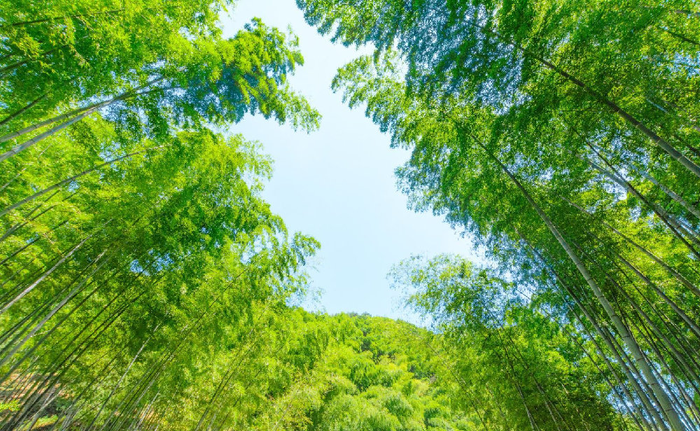 青岛市|夏日避暑|新店大促|宜兴竹海旁高奢民宿