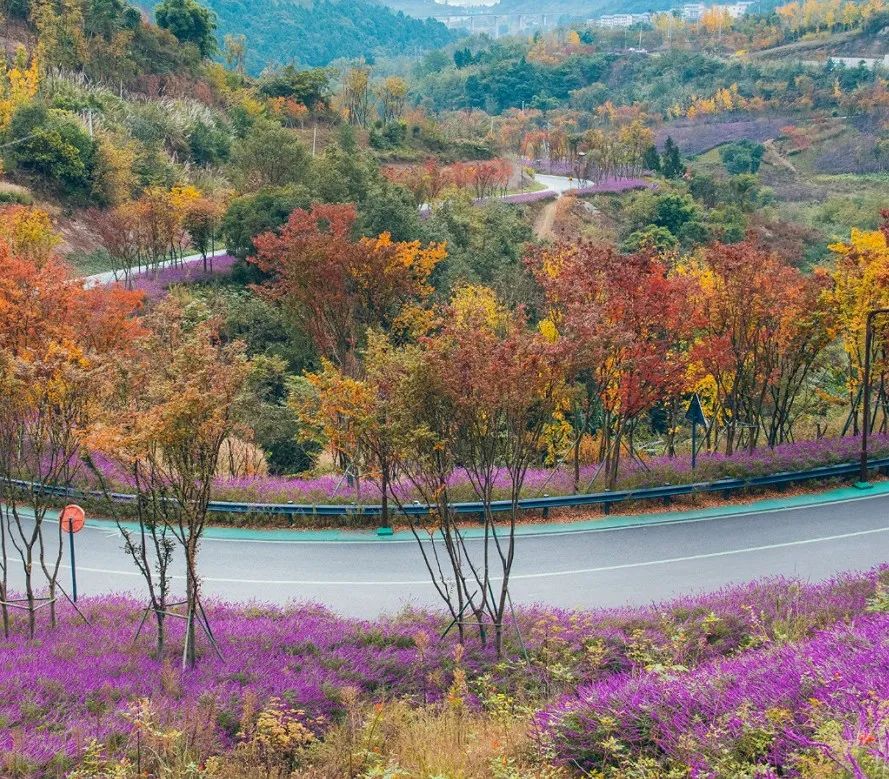 成都|最美蓉城金秋!公园城市5大美景等你解锁→