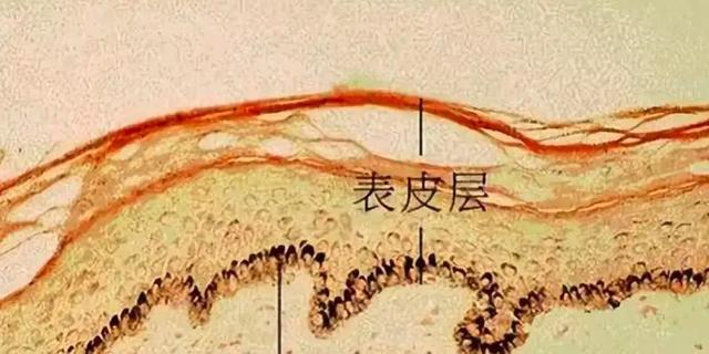 人的皮肤到底有多诡异？人体最诡异器官，至今仍无法解释原理