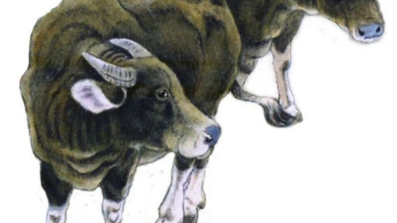 大学|被幸运眷顾的几大生肖，好运降临，万事顺意，添財添运。