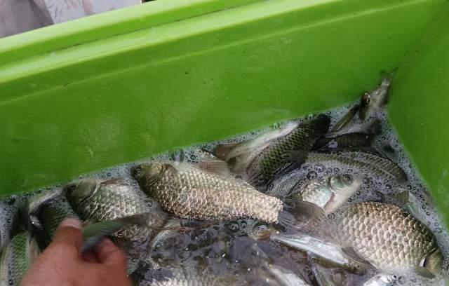 最近几次野钓鲫鱼经验分享，大小都有但一次都没走空